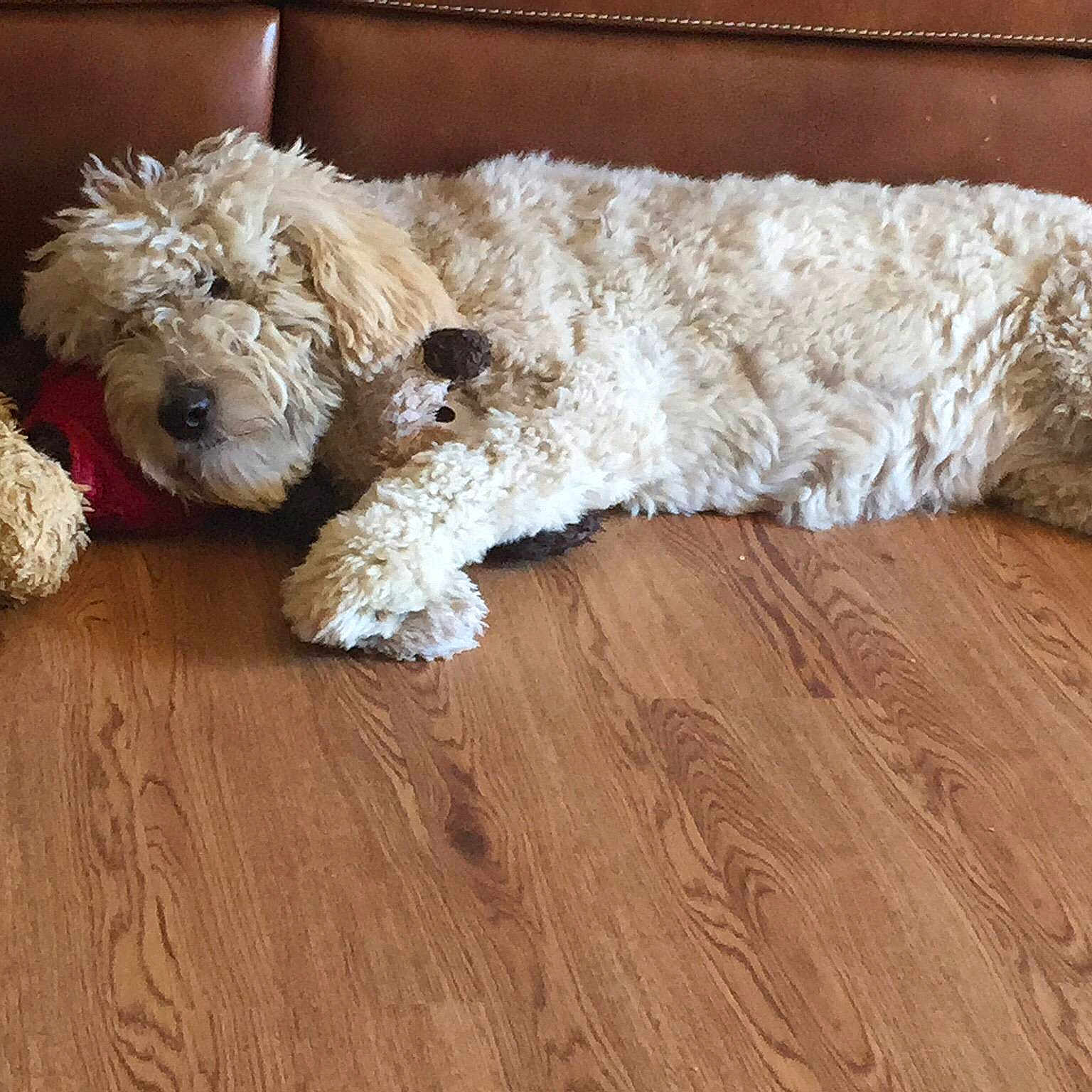 Willow joined the competition — help win amazing prizes!