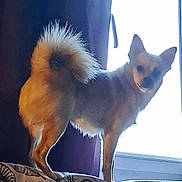 Pito participe au concours pour gagner de l'argent avec cette photo : animal, bright, canine, comfort, couch, curtain, dog, domestic_animal, fluffy_tail, fur, home, indoor, light, pattern, pet, shadow, side_view, silhouette, standing, window