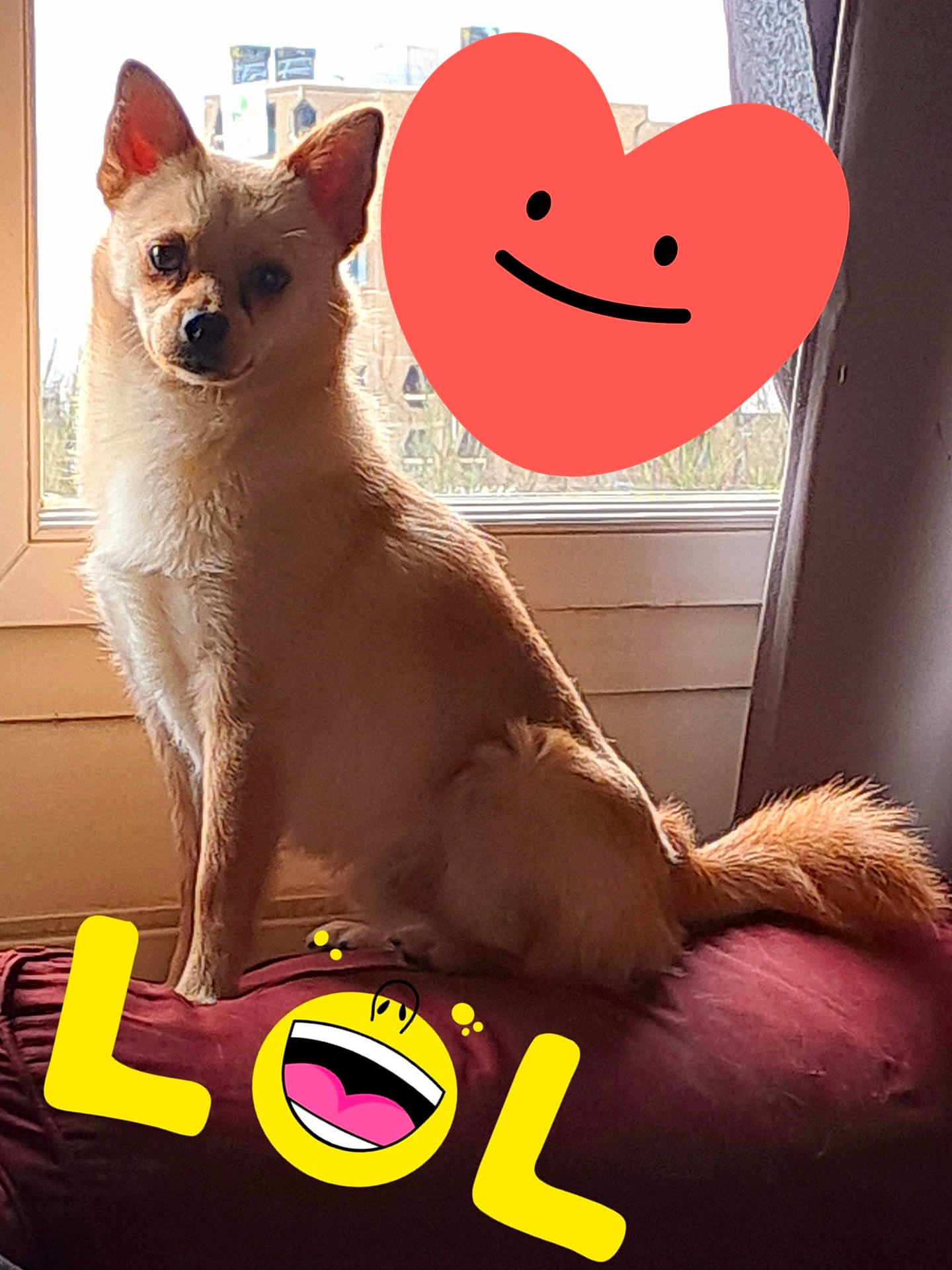 Pito participe au concours pour gagner de l'argent avec cette photo : animal, birthdaycake, cake, canine, cat, chihuahua, cream, dessert, dog, envelope, eskimodog, food, heart, homedecor, loveheartsymbol, mail, pet, puppy, symbol, whitedog