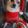 Pito a rejoint le concours — aidez-le/la à gagner de superbes lots ! animal, christmas, christmas_hat, couch, cozy, cute, dog, festive, fur, holiday, indoors, pet, plush_toy, red_sweater, reindeer_toy, santa_hat, seasonal, small_dog, toy, winter_clothing