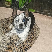 Hammerhead joined the competition — help win amazing prizes! dog, speckled, blanket, leopard_print, indoor, carpet, pet, ears, animal, laying, looking, fur, collar, floor, resting, cute, domestic, companion, spot, mammal