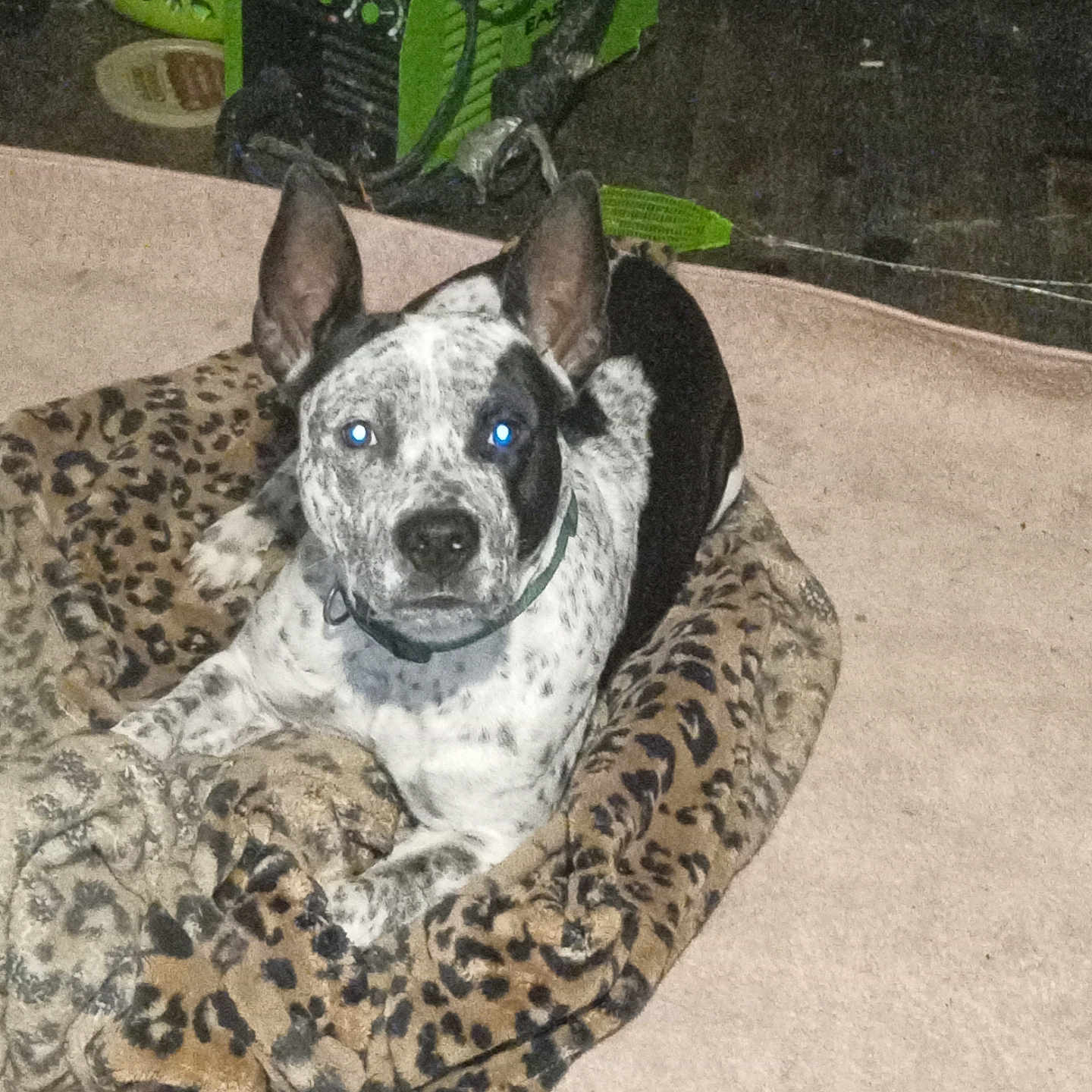 Hammerhead joined the competition — help win amazing prizes! animal, blanket, carpet, collar, companion, cute, dog, domestic, ears, floor, fur, indoor, laying, leopard_print, looking, mammal, pet, resting, speckled, spot