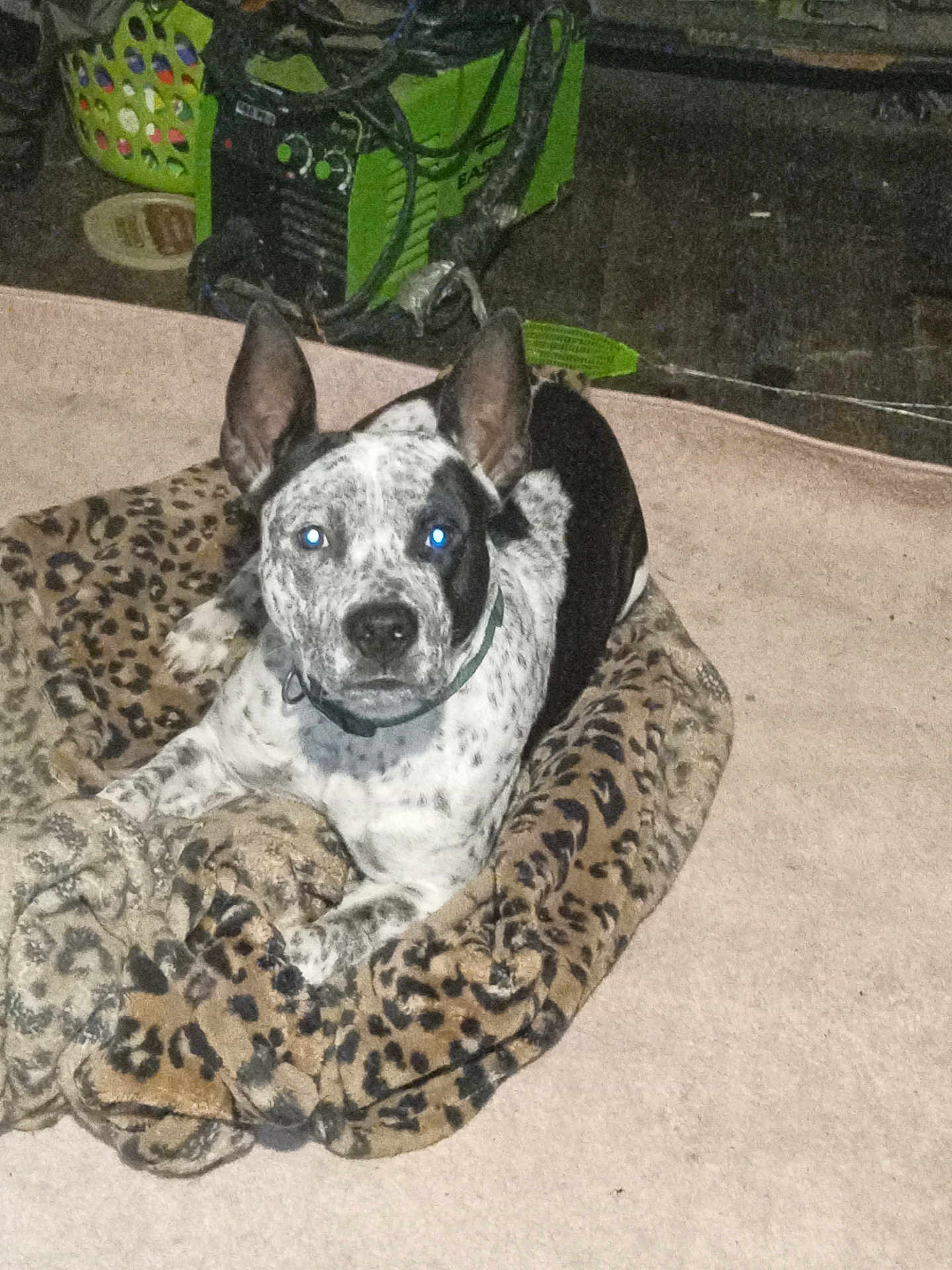 Hammerhead joined the competition — help win amazing prizes! dog, speckled, blanket, leopard_print, indoor, carpet, pet, ears, animal, laying, looking, fur, collar, floor, resting, cute, domestic, companion, spot, mammal