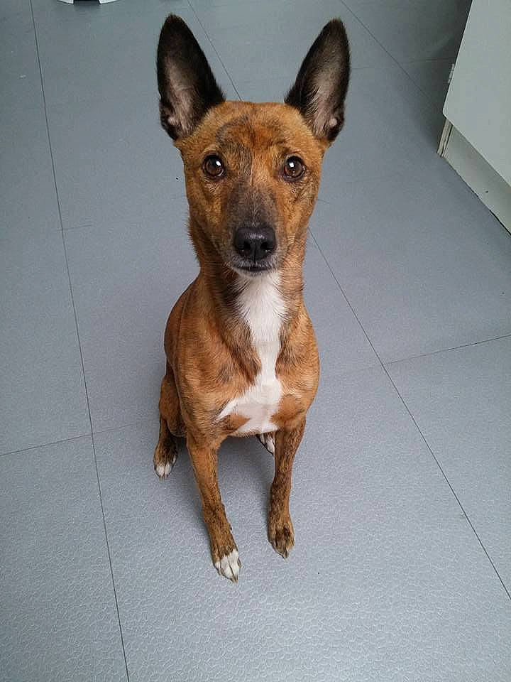 Ecko participe au concours pour gagner de l'argent avec cette photo : canidae, carnivore, carolina_dog, dog, dog_breed, fawn, feist, hunting_dog, mammal, rare_breed_dog, snout, street_dog, vertebrate