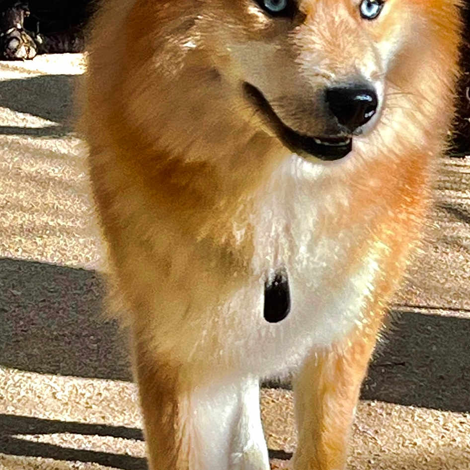Taz