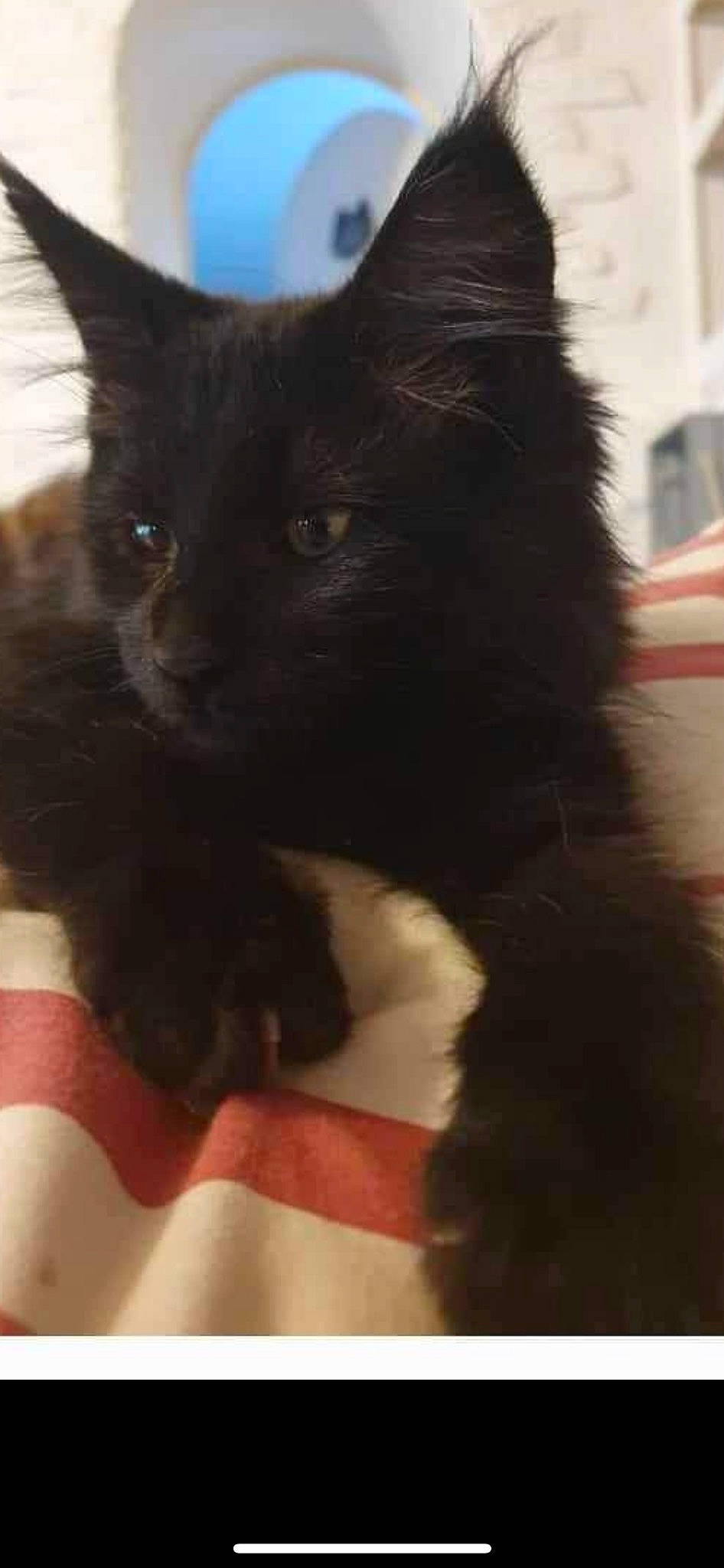 Urkan a rejoint le concours — aidez-le/la à gagner de superbes lots ! black_cat, bombay, carnivore, cat, claw, domestic_short_haired_cat, felidae, fur, paw, small_to_medium_sized_cats, snout, tail, terrestrial_animal, whiskers, window, working_animal