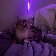 Moon participe au concours pour gagner de l'argent avec cette photo : kitten, cat, blanket, purple_light, indoor, pet, cozy, cute, animal, fur, soft, relaxing, bedroom, domestic_animal, small, young, feline, resting, curious, comfort