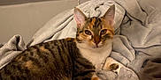 Moon participe au concours pour gagner de l'argent avec cette photo : cat, tabby, feline, pet, animal, fur, whiskers, ears, eyes, blanket, soft, cozy, indoor, resting, cute, mammal, sleepy, comfort, relaxed, domestic