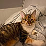 cat, tabby, feline, pet, animal, fur, whiskers, ears, eyes, blanket, soft, cozy, indoor, resting, cute, mammal, sleepy, comfort, relaxed, domestic