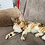 cat, calico, pet, animal, indoor, couch, pillow, relaxed, fur, whiskers, ears, paw, laying_down, feline, home, cozy, resting, cute, domestic, soft