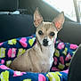 animal, blanket, canine, chihuahua, couch, cushion, dog, face, furniture, head, homedecor, hound, linen, person, pet, photography, portrait, puppy, purple, quilt