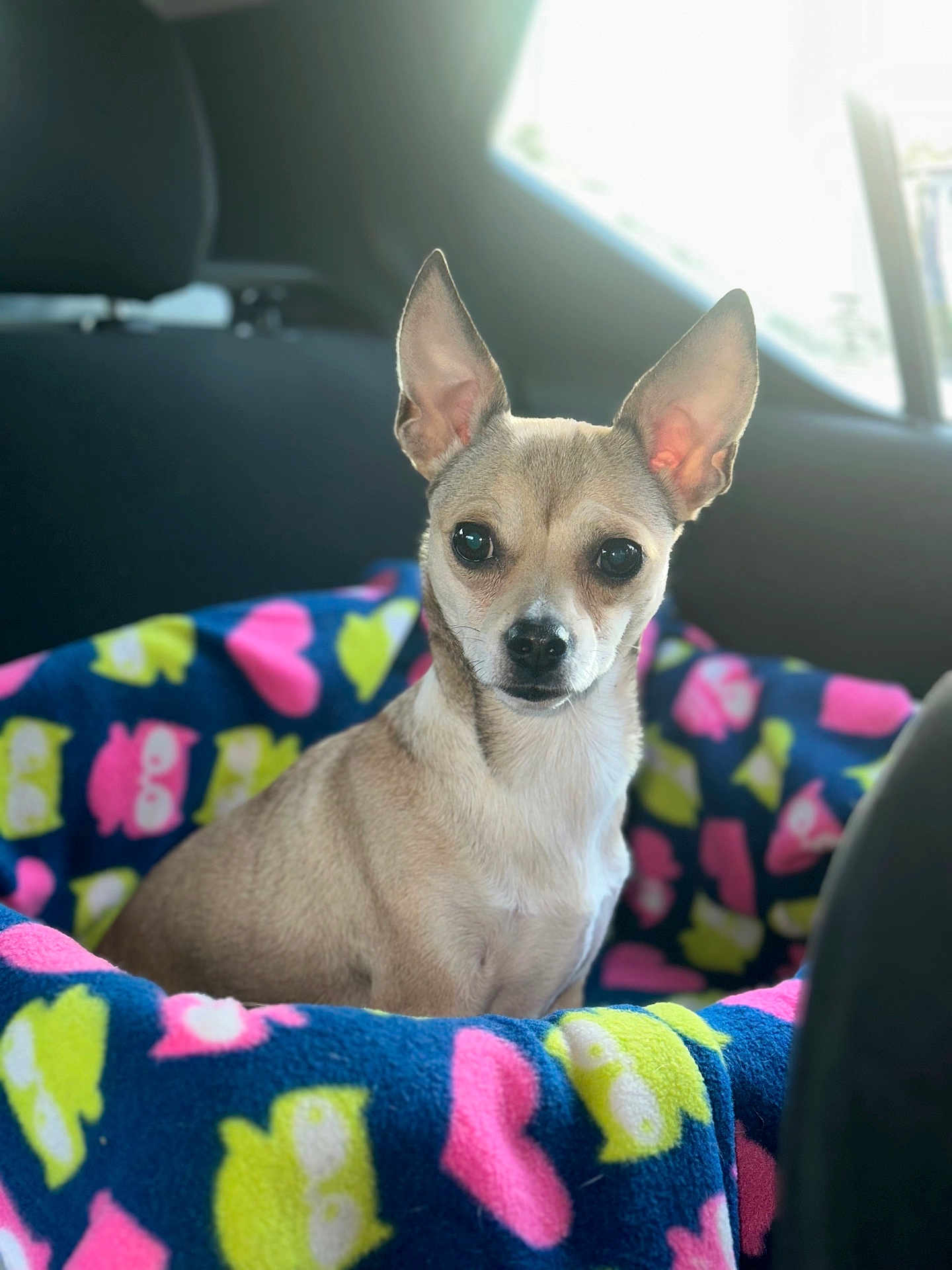 Diva