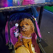 Dixie joined the competition — help win amazing prizes! dog, stroller, purple, brown_dog, curly_hair, pet, badge, blanket, indoor, table, glass, container, leash, collar, fur, seat, animal, cute, toothy_grin, comfortable