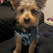 Archie joined the competition — help win amazing prizes! adorable, animal, black_fur, black_surface, blurred_background, brown_fur, canine, companion, cute, denim_harness, dog, ears, fur, indoor, looking_at_camera, pet, pet_tag, puppy, sitting, small_dog