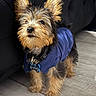 Archie is registered to the contest to win money with this photo: alert, animal_portrait, black_couch, blue_shirt, canine, companion, curious, cute, dog, domestic_animal, ears, fluffy, fur, indoor, pet_collar, pet_tag, puppy, small_dog, standing, wooden_floor
