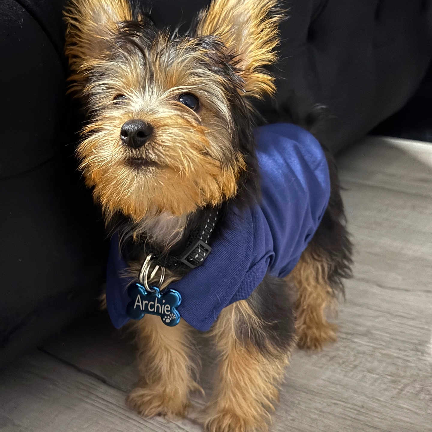 Archie
