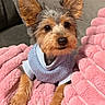 Archie joined the competition — help win amazing prizes! animal, blue_sweater, companion, couch, cozy, cute, dog, ears, fluffy_blanket, fur, home, indoors, looking_at_camera, pet, pink_blanket, portrait, relaxed, sitting, small_dog, yorkshire_terrier