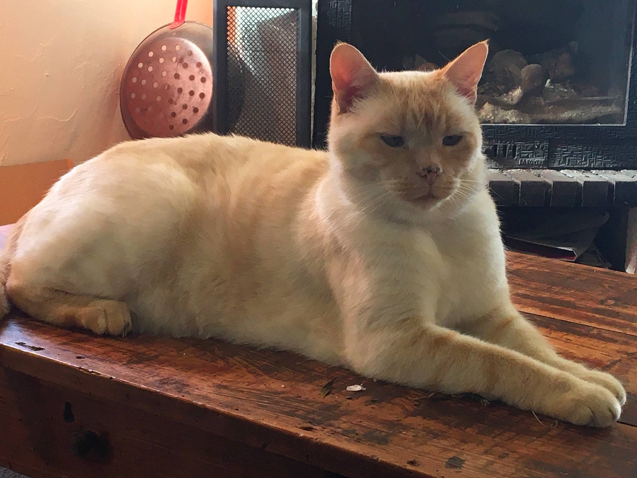 Nounours participe au concours pour gagner de l'argent avec cette photo : ball, carnivore, cat, claw, comfort, domestic_short_haired_cat, fawn, felidae, flooring, foot, fur, hardwood, paw, pet_supply, sitting, small_to_medium_sized_cats, snout, tail, whiskers, wood