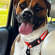 Heavy D joined the competition — help win amazing prizes! animal_portrait, brown_and_white, canine, car_interior, close_up, collar, companion, daylight, dog, domestic_animal, happy, indoor, leash_clip, mammal, pet, seat, sitting, tongue_out, vehicle, window