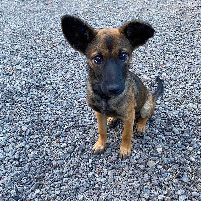 Uzzy participe au concours pour gagner de l'argent avec cette photo : accessories, animal, boxer, bulldog, canine, chihuahua, dog, germanshepherd, gravel, hound, pebble, pet, policedog, puppy, road, rock, snout, soil, strap, tarmac