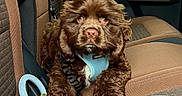 Brownie is registered to the contest to win money with this photo: puppy, dog, brown, fluffy, car_seat, leash, harness, window, rain, interior, pet, cute, animal, young_dog, closeup, indoors, seatbelt, resting, canine, soft_fur
