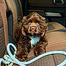 puppy, dog, brown, fluffy, car_seat, leash, harness, window, rain, interior, pet, cute, animal, young_dog, closeup, indoors, seatbelt, resting, canine, soft_fur