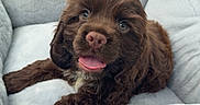 Brownie joined the competition — help win amazing prizes! animal, brown, car_seat, comfortable, companion, cozy, cute, dog, domestic_animal, fluffy, fur, happy, indoor, pet_bed, portrait, puppy, resting, soft, tongue_out, young