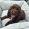 Brownie joined the competition — help win amazing prizes! puppy, dog, brown, fluffy, pet_bed, car_seat, cozy, cute, tongue_out, young, fur, animal, domestic_animal, companion, resting, indoor, soft, comfortable, happy, portrait