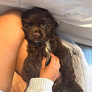 Brownie is registered to the contest to win money with this photo: puppy, dog, brown_fur, curly_fur, pet, hand, legs, blanket, cozy, indoor, cute, comfort, resting, furry, animal, snuggle, warm_light, soft_texture, relaxation, human_interaction