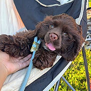 Brownie is registered to the contest to win money with this photo: animal, brown_fur, canine, chair, cute, dog, grass, hand, house, leash, nature, outdoor, pet, playful, puppy, relaxed, resting, summer, sunlight, tongue_out