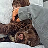 Brownie joined the competition — help win amazing prizes! puppy, dog, brown, fur, pet, cute, animal, bed, soft, plush, relaxing, lying_down, belly_up, hand, scratching, cozy, indoor, comfort, sleepy, adorable