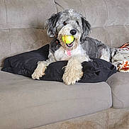 Buddy joined the competition — help win amazing prizes! dog, tennis_ball, couch, pillow, living_room, pet, fur, playful, indoor, resting, beige, black, blanket, tissue_box, wooden_floor, collar, animal, cute, domestic, relaxed