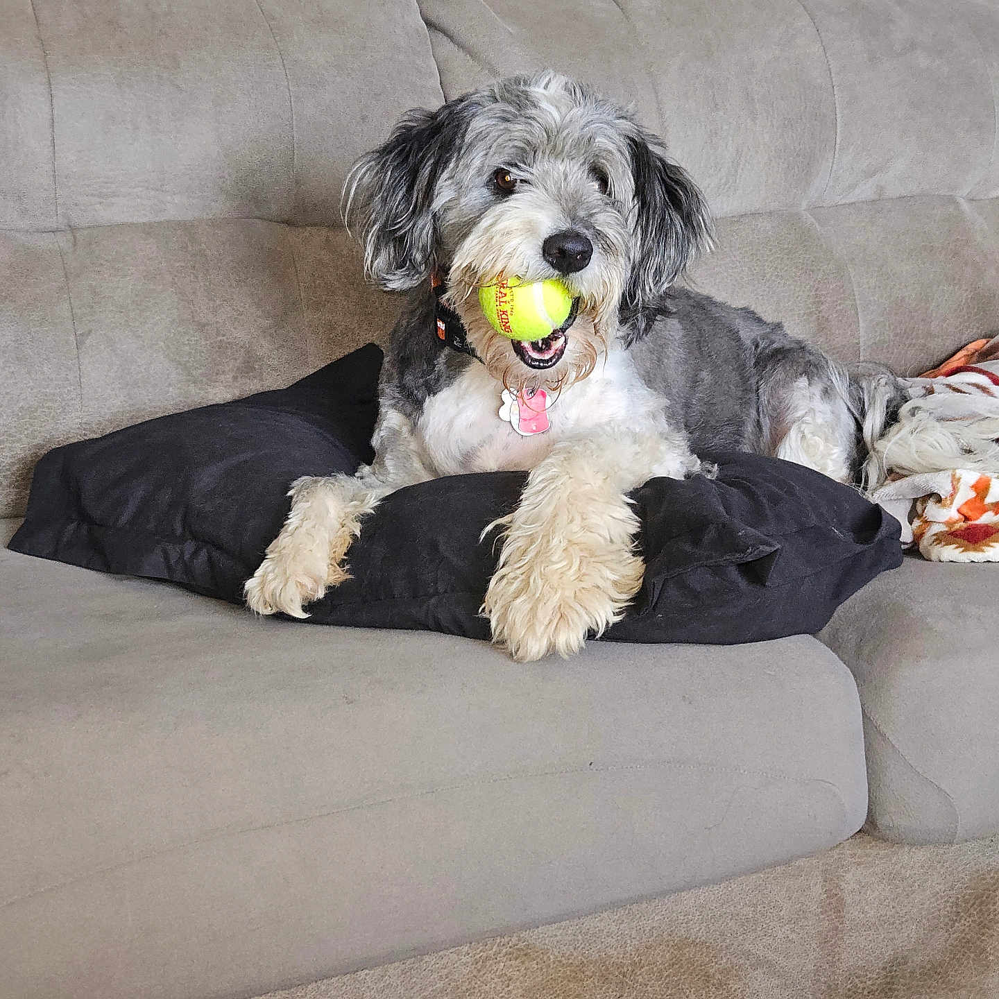 Buddy joined the competition — help win amazing prizes! animal, beige, black, blanket, collar, couch, cute, dog, domestic, fur, indoor, living_room, pet, pillow, playful, relaxed, resting, tennis_ball, tissue_box, wooden_floor