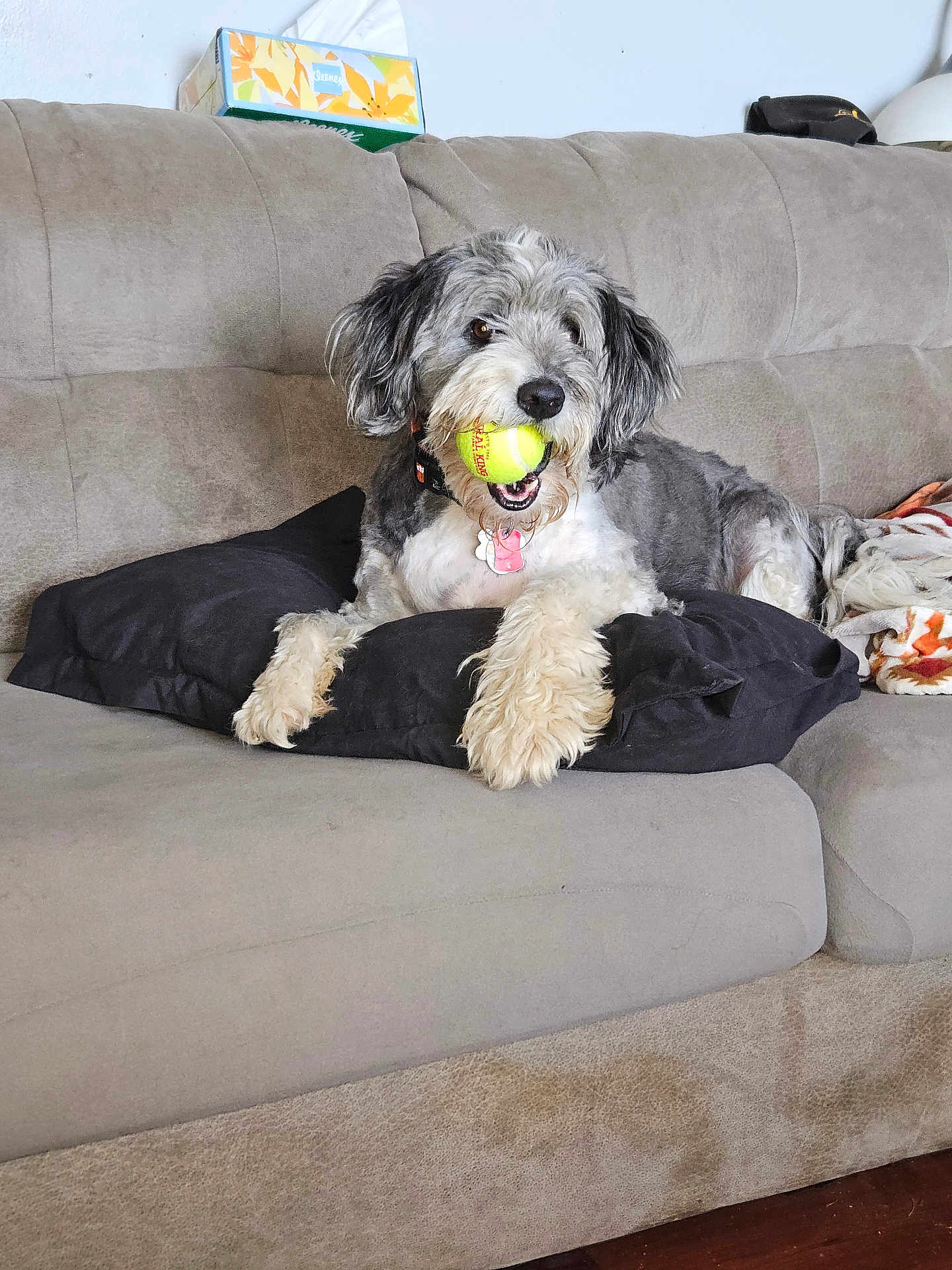 Buddy joined the competition — help win amazing prizes! dog, tennis_ball, couch, pillow, living_room, pet, fur, playful, indoor, resting, beige, black, blanket, tissue_box, wooden_floor, collar, animal, cute, domestic, relaxed