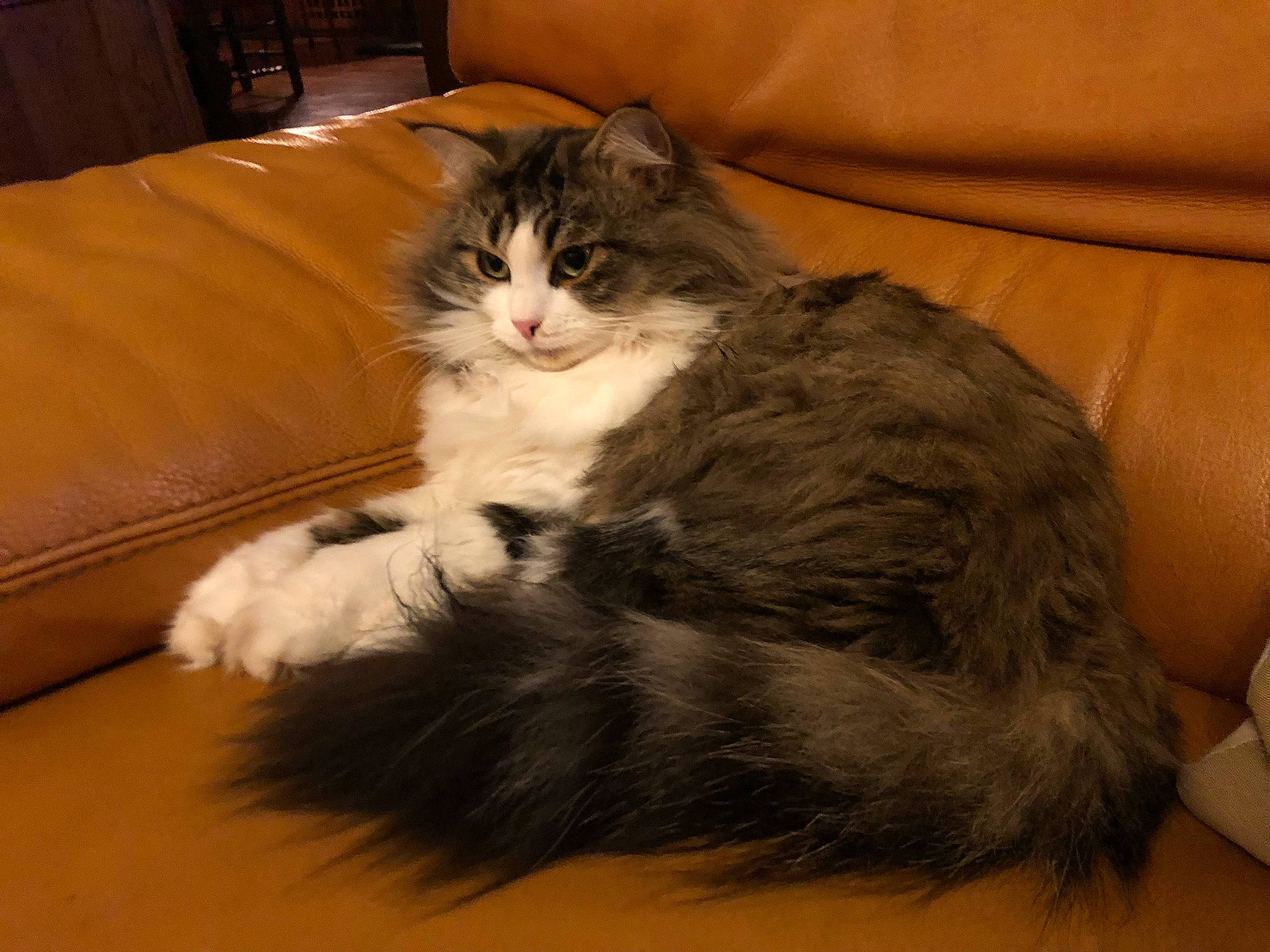 Persia a rejoint le concours — aidez-le/la à gagner de superbes lots ! box, carnivore, cat, claw, comfort, couch, drawer, felidae, fur, hardwood, lap, maine_coon, paw, small_to_medium_sized_cats, snout, tail, terrestrial_animal, whiskers, wood