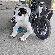 Hugo is registered to the contest to win money with this photo: puppy, dog, black_and_white, lying_down, concrete_floor, wheelchair_wheel, blue_object, outdoor, curious, paw, animal, pet, young_dog, wheel, wheelchair, side_view, close_up, daylight, shadow, background