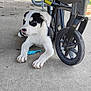 puppy, dog, black_and_white, lying_down, concrete_floor, wheelchair_wheel, blue_object, outdoor, curious, paw, animal, pet, young_dog, wheel, wheelchair, side_view, close_up, daylight, shadow, background