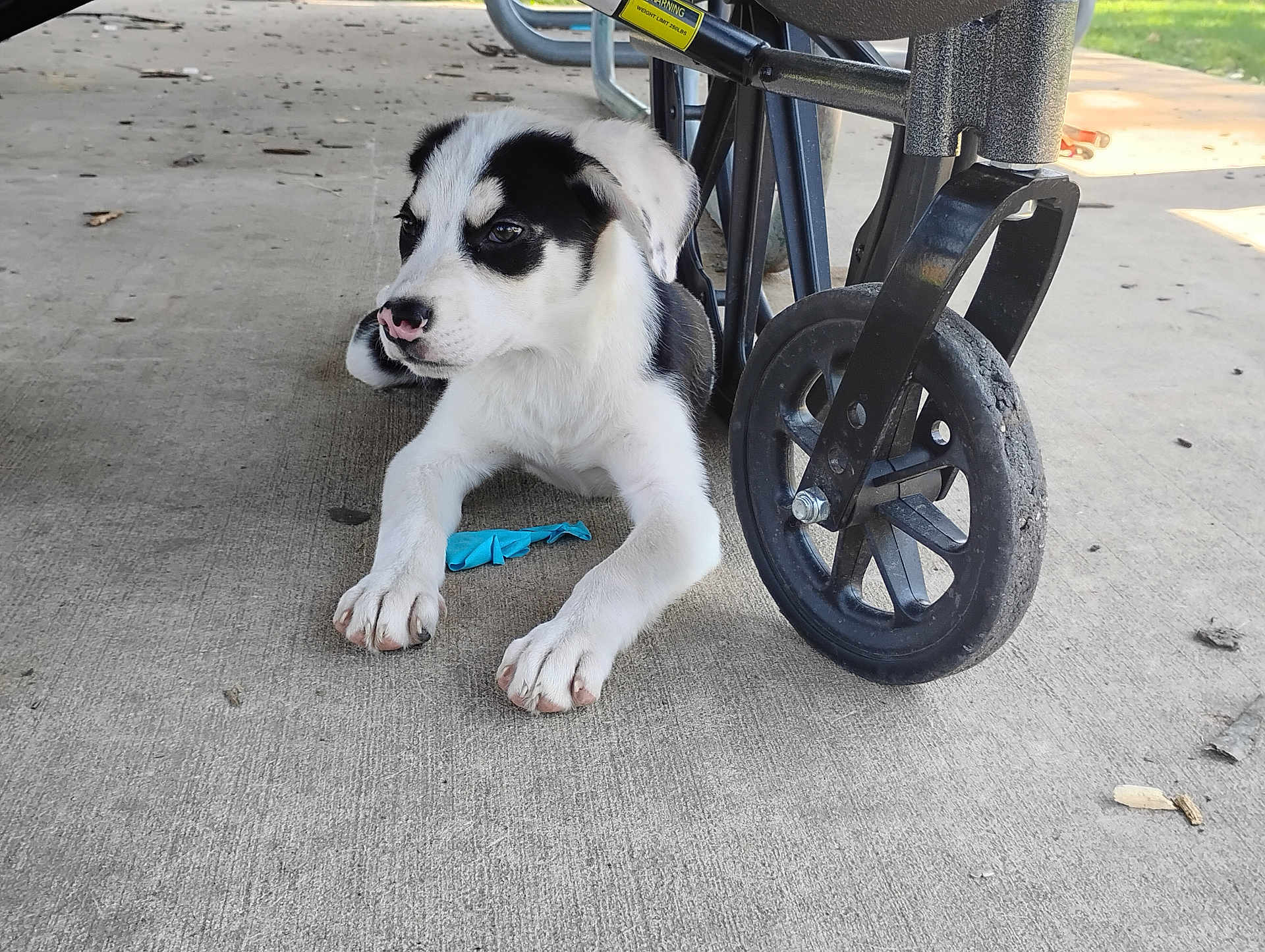 Hugo is registered to the contest to win money with this photo: puppy, dog, black_and_white, lying_down, concrete_floor, wheelchair_wheel, blue_object, outdoor, curious, paw, animal, pet, young_dog, wheel, wheelchair, side_view, close_up, daylight, shadow, background