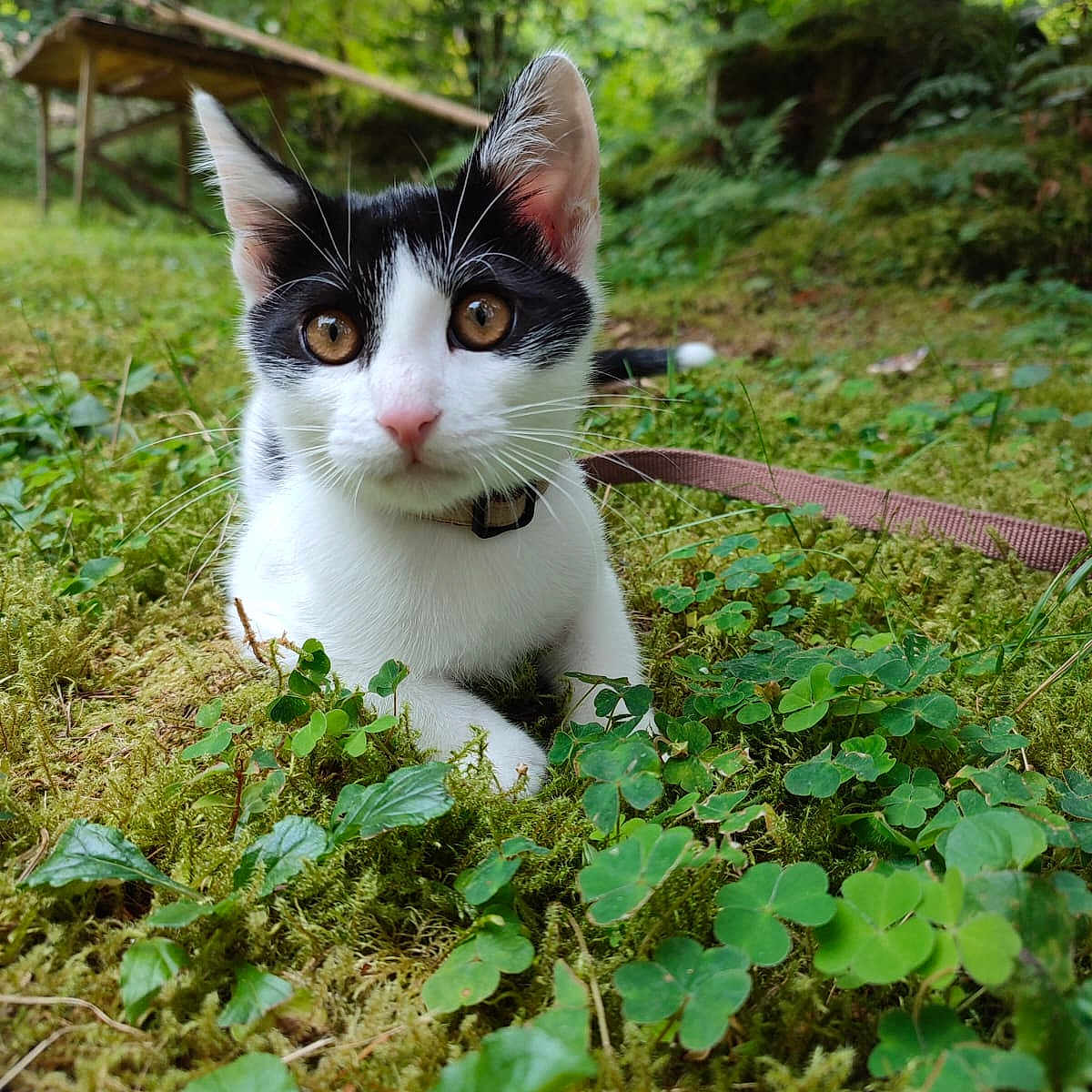Ziggy