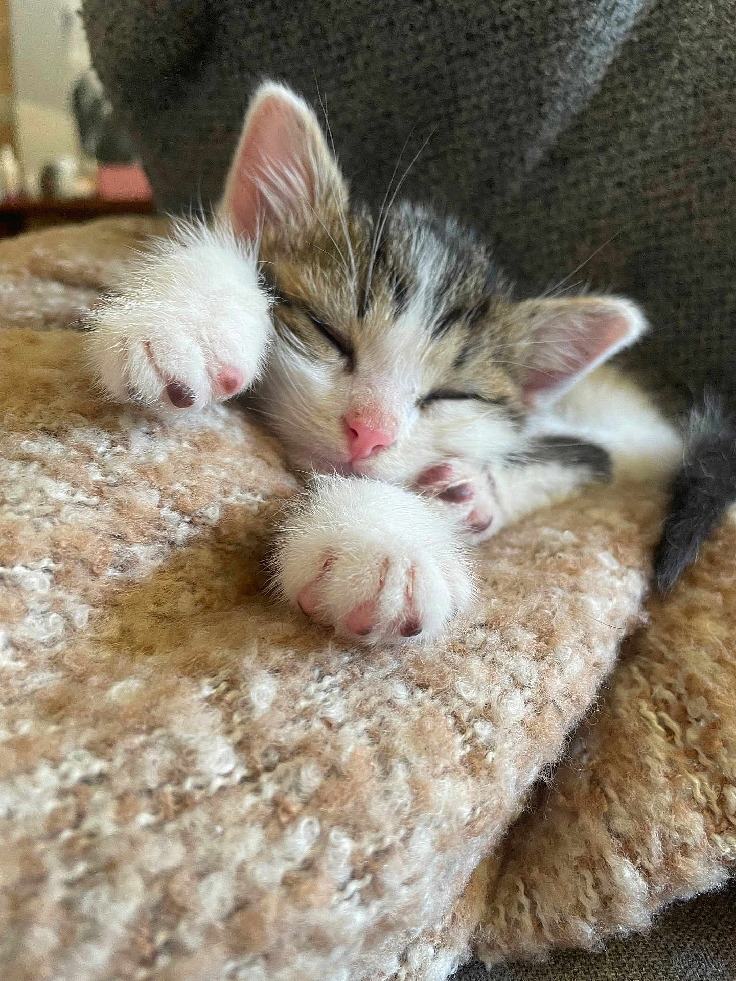 Yoda a rejoint le concours — aidez-le/la à gagner de superbes lots ! abyssinian, animal, bed, bedroom, blanket, cat, couch, electronics, furniture, hardware, indoors, kitten, manx, person, pet, quilt, rat, rodent, room, sleeping