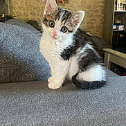 Yoda a rejoint le concours — aidez-le/la à gagner de superbes lots ! abyssinian, animal, architecture, bookcase, building, cat, chair, couch, cushion, den, furniture, homedecor, indoors, interiordesign, kitten, livingroom, manx, pet, room, shelf