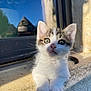 Yoda a rejoint le concours — aidez-le/la à gagner de superbes lots ! abyssinian, angora, animal, architecture, building, cat, kitten, manx, outdoors, pet, shelter, siamese, window, wood