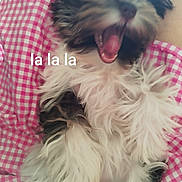 Plume participe au concours pour gagner de l'argent avec cette photo : animal, black_and_white, checkered, closeup, cozy, cute, dog, fabric, fluffy, fur, indoors, karaoke, lying_down, mouth_open, pet, pink, playful, text_overlay, tongue, yawning