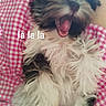 animal, black_and_white, checkered, closeup, cozy, cute, dog, fabric, fluffy, fur, indoors, karaoke, lying_down, mouth_open, pet, pink, playful, text_overlay, tongue, yawning