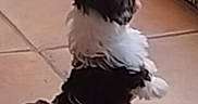 Plume participe au concours pour gagner de l'argent avec cette photo : animal, background, black_and_white, companion, curious, cute, dog, domestic, door, floor, furry, indoor, looking, pet, puppy, rear_view, small_dog, standing, standing_on_hind_legs, tile_floor