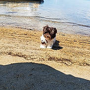 Plume participe au concours pour gagner de l'argent avec cette photo : animal, beach, boat, calm_water, daytime, dog, nature, outdoor, pet, puppy, recreation, reflection, sand, shore, sky, small_dog, summer, sunny, vacation, water