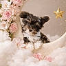 adorable, animal, background, crescent_moon, cute, decor, dog, flowers, fluffy, fluffy_clouds, golden_star, pet, pink_roses, portrait, posing, puppy, small_dog, soft_lighting, studio, whimsical