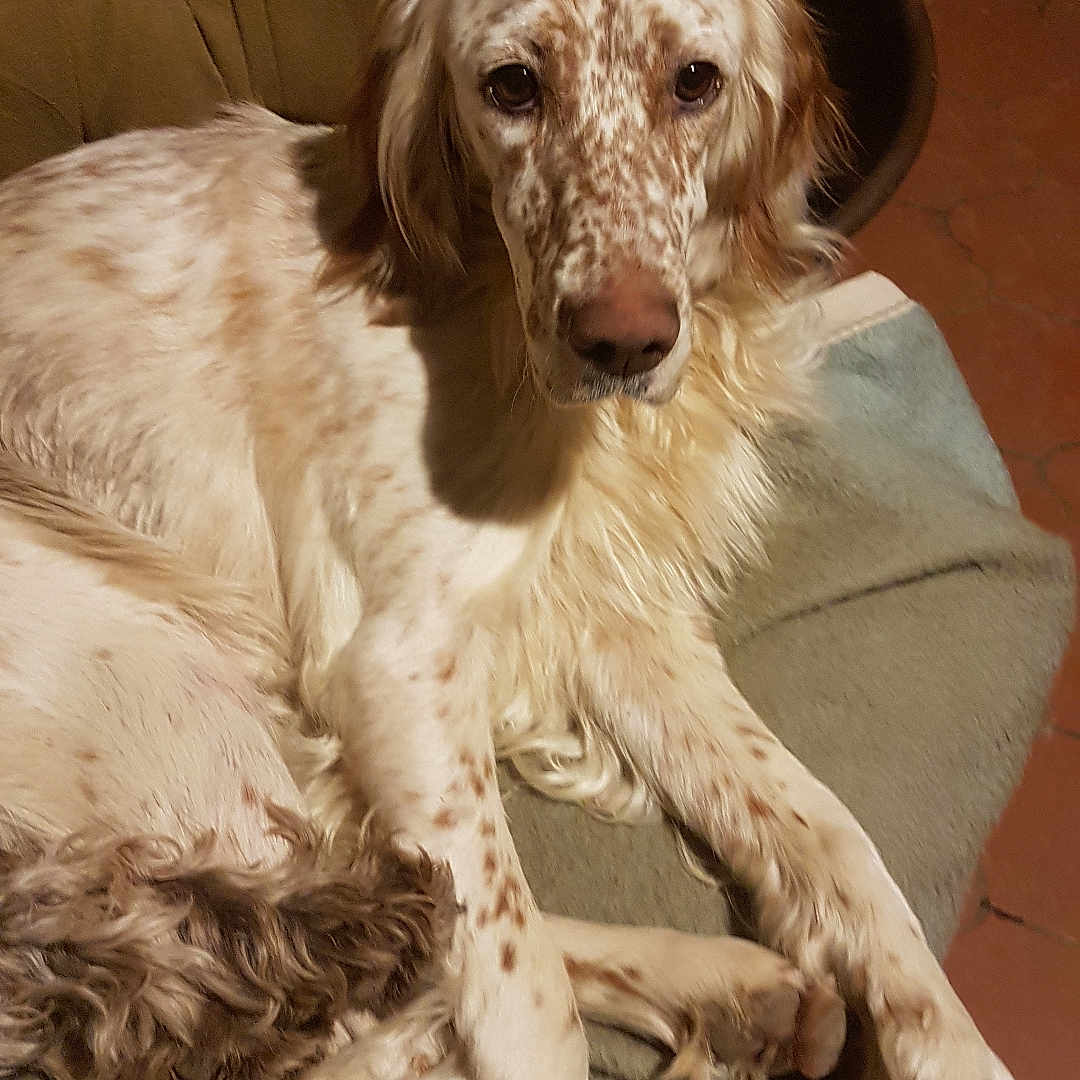 Stella participe au concours pour gagner de l'argent avec cette photo : afghanhound, animal, armchair, canine, cat, chair, cockerspaniel, couch, dog, furniture, hound, pet, pointer, poodle, puppy, terrier