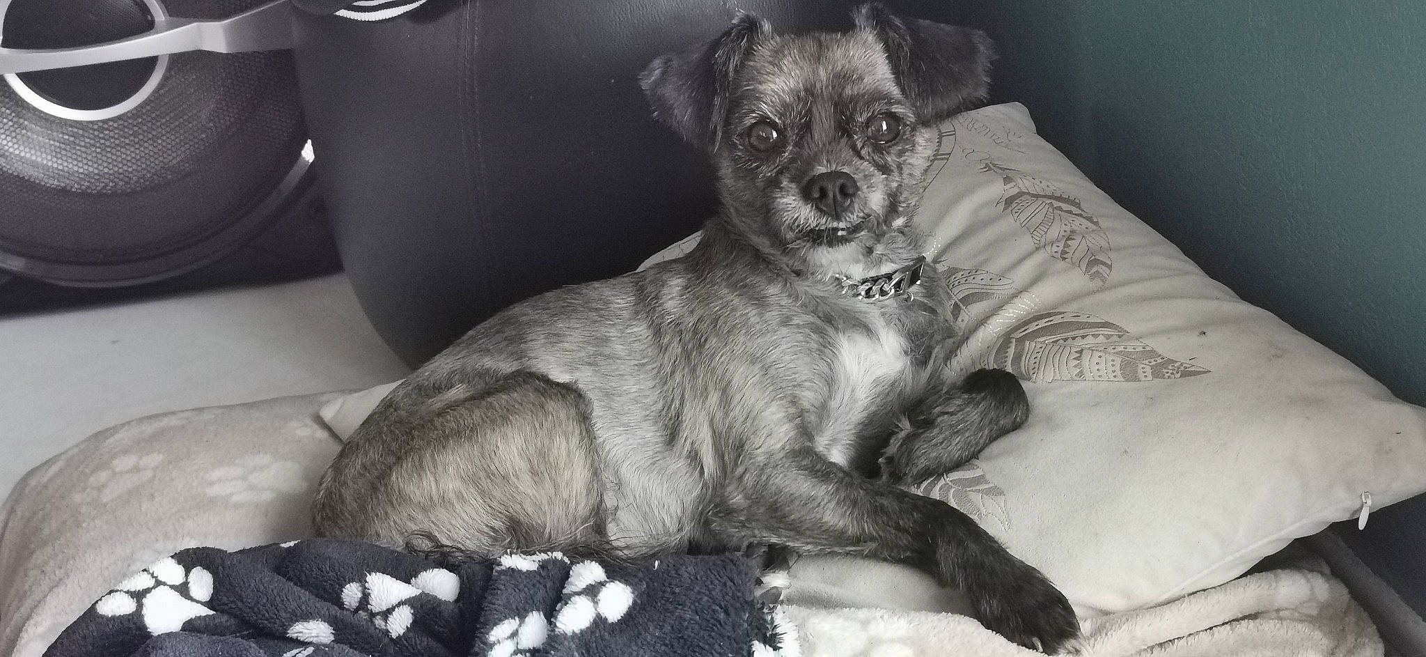 Guysmo a rejoint le concours — aidez-le/la à gagner de superbes lots ! bed, canidae, carnivore, chihuahua, comfort, companion_dog, dog, dog_breed, dog_supply, fawn, fur, paw, sitting, small_terrier, snout, sporting_group, terrier, toy_dog, whiskers, working_animal