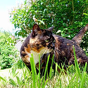 Néfère participe au concours pour gagner de l'argent avec cette photo : cat, tortoiseshell, grass, greenery, outdoor, nature, animal, pet, feline, leafy, sunlight, garden, whiskers, fur, tail, eyes, daylight, bush, plant, mammal